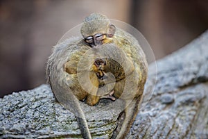 Little funny northern talapoins photo