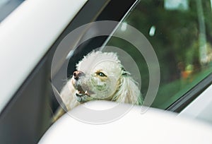 The little funny poodle dog sitting in white car looking out window
