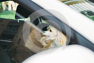 The little funny poodle dog sitting in white car looking out window