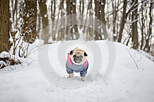 Little Funny Pug Outdoors