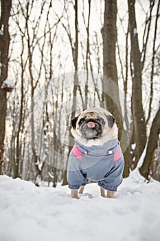 Little Funny Pug Outdoors
