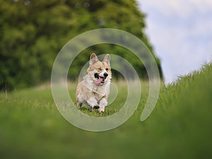 Little funny red dog puppy Corgi runs merrily in the summer garden on the green grass with his tongue hanging out