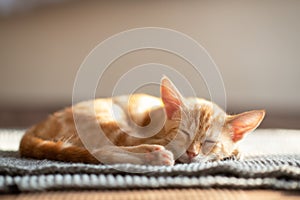 Pequeno ridículo gatito el duerme sobre el sofá. pequeno mascota. lindo el. gato Descansar sobre el 