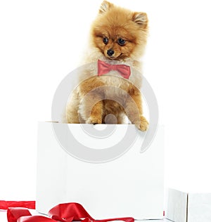 Little funny spitz inside gift box