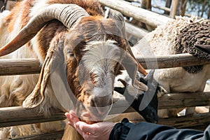 Little funny spotted goat in corral for cattle on a farm in Scotland