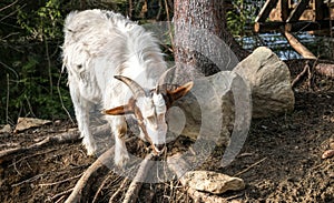 Little funny spotted goat in corral for cattle on a farm in Scotland