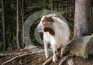 Little funny spotted goat in corral for cattle on a farm in Scotland