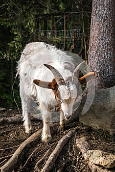 Little funny spotted goat in corral for cattle on a farm in Scotland