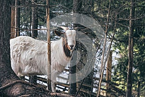 Little funny spotted goat in corral for cattle on a farm in Scotland