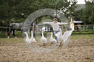 Little funny young girl in white sweater runs a flock of geese relegating his hands toward. Lifestyle portrait