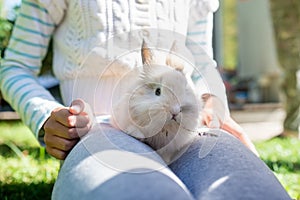 Little furry bunny sitting in a girls lap