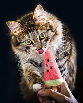 Little furry sweet kitty eating ice crean