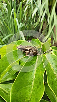 A little garden frog