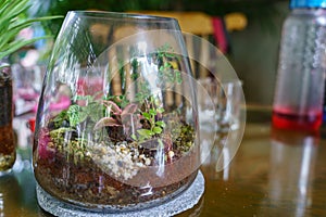 A little garden in a glass jar