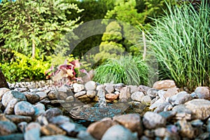 Little Garden Pond