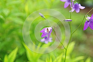 Little garden purple flower bells in summer