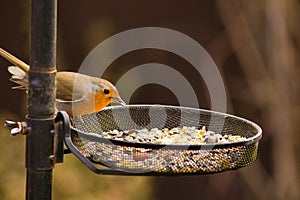 Little Garden Robin photo