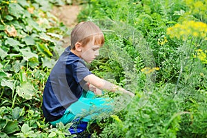 Little gardener working. Cute boy working in the backyard garden