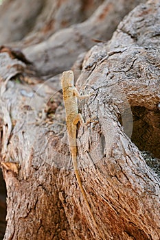 Little gecko gekkonidae sitting on tree trunk in city park, funny speedy carnivorous lizard gecko