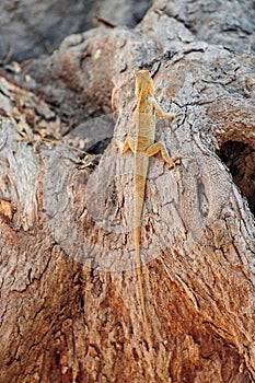 Little gecko gekkonidae sitting on tree trunk in city park, funny speedy carnivorous lizard gecko