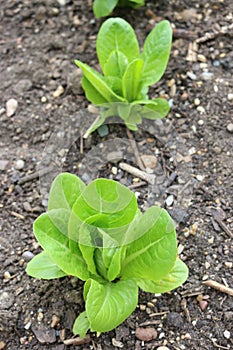 Little gem lettuce in soil