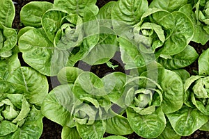 Little Gem Romaine Lettuce.