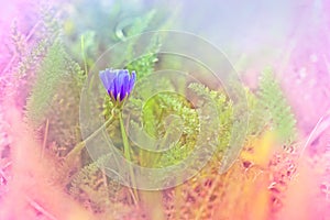 Little gentle flower in meadow
