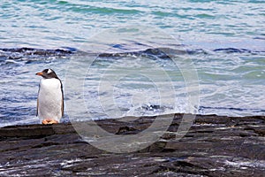 Little Gentoo Penguin by the sea
