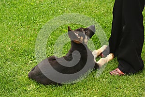 Little german shephard dog puppy