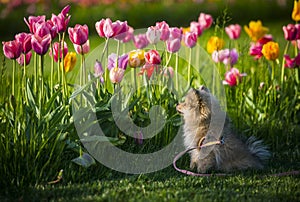 A little german spitz dog smelling tulips