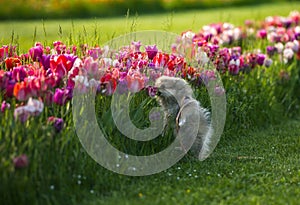 A little german spitz dog smelling tulips