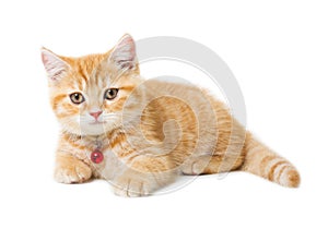 Little Ginger british shorthair cats over white background