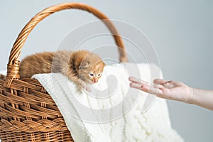 Little ginger crossbreed kitten with barely opened eyes in wicker basket on white wool sweater supporting with human& x27;s