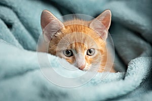 Little ginger kitten in a blue blanket