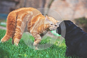 Little ginger kitten playing with little black puppy