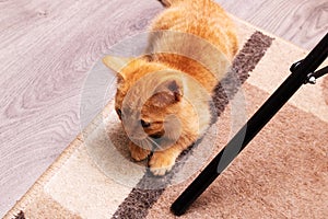 Little ginger kitten sits on the carpet