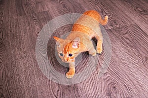 Little ginger kitten sits on wooden floor