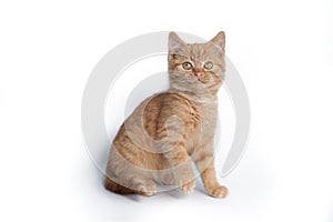 Little ginger kitten sitting isolated on white background.