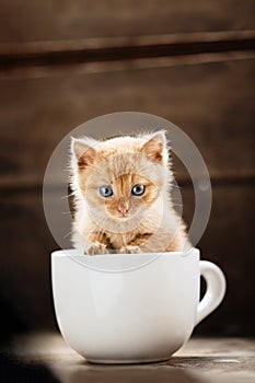 Little ginger kitten is sitting in a white mug.