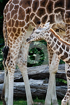 a little giraffe child besides its mother