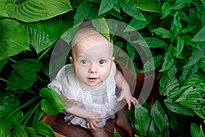 Little girl 10 months old sitting in flowers in summer in a beautiful dress, top view, artistic photo of a child in the grass