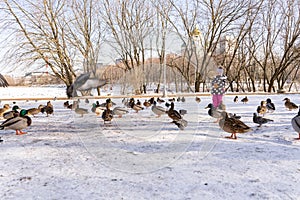 Little girl 3-4 years old in pink pants, a jacket and hat in the winter feeds ducks and pigeons in a city park