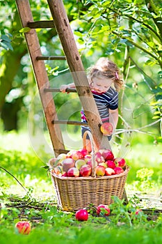 Little girl in an apple garden