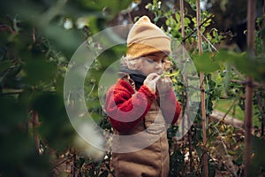 Little girl in autumn clothes eating harvested organic peas in eco garden, sustainable lifestyle.