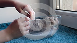 Little girl bathes hamster in foam.