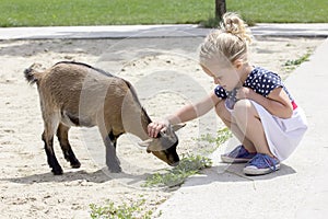 Little girl and billy goat photo