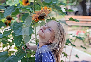 Little girl, blonde preschool girl stands near sunflowers, portrait of a child 6 years old close-up