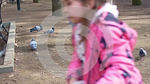 a little girl in a blue coat feeds pigeons bread in the park.