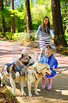 Little girl in blue jacket stroking sled dogs, her