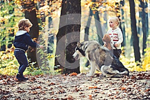 Little girl and boy friends play with husky pet in woods. Children training dog in autumn forest. Friendship and child